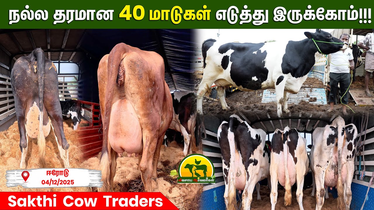 இன்றைய மார்க்கெட்டில் குறைந்த விலையில் கிடைத்த  தரமான மாடுகள்! | vivasaya arvalargal