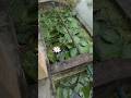 Riverside Farmhouse: watch this full video on my YouTube Channel #shorts#viral