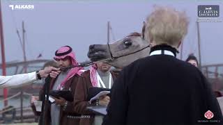 N 10 GHALYA AL NAWASI Katara Int Arabian Peninsula Horse Show 2023 Yearling Fillies Section A C
