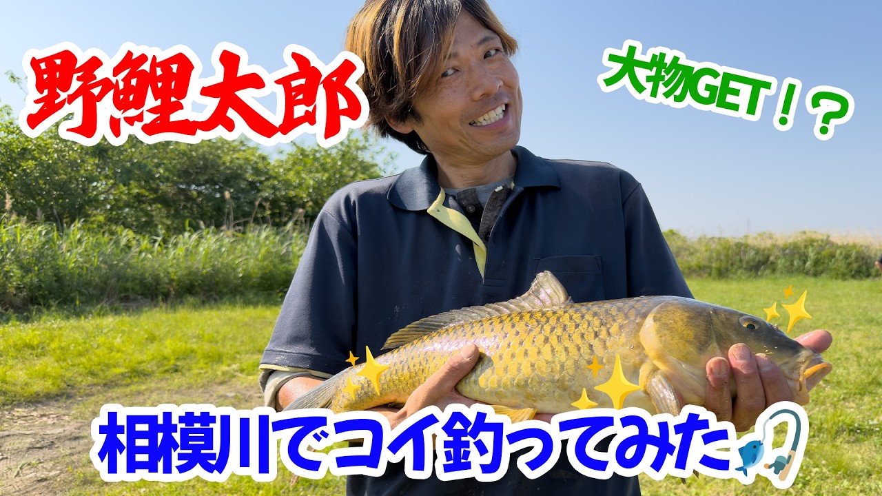 明日まで、掲載です。 最終値下げ！鯉釣りアオ釣りに Fishing] Koitaro vs. Wild Carp🎣 Trying my hand at carp fishing on