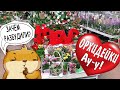 День #LOVE. ОБИ-ПРИВОЗ ОРХИДЕЙ к празднику 14 февраля. "Хомяк" взгрустнул. Быстрорастворимая уценка.