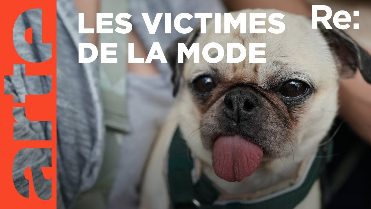 Ces toutous victimes de la mode | ARTE Regards