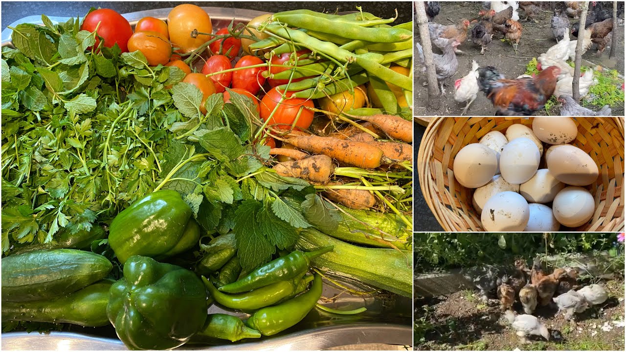 #شوفوا خيرات حديقتي اليوم🥕🍆🌶🥒🍅 #طبيت للدجاج جبت بيض 🥚#صورت بيتنا بالكامل من الخارج لايك👍