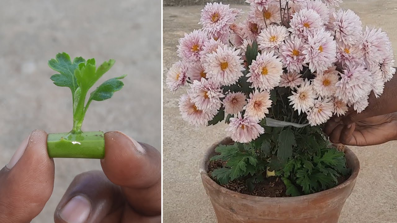 magical way to grow chrysanthemum from cutting with aloe vera rooting