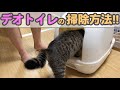 デオトイレの掃除方法を子猫と一緒にわかりやすく解説します