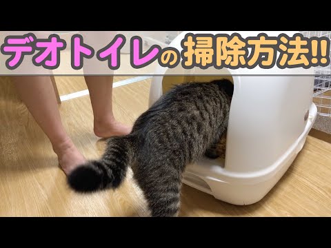 デオトイレの掃除方法を子猫と一緒にわかりやすく解説します