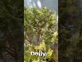 Day 9/100 mini vlog Challenge #shortsfeed #youtube #youtubegrowth #minivlog