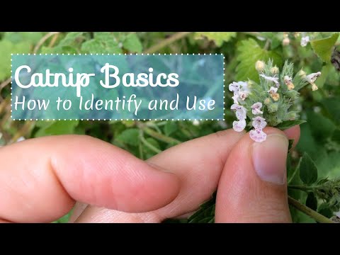 वीडियो: कटनीप कीट की समस्या: जानें कटनीप के पौधों के सामान्य कीटों के बारे में