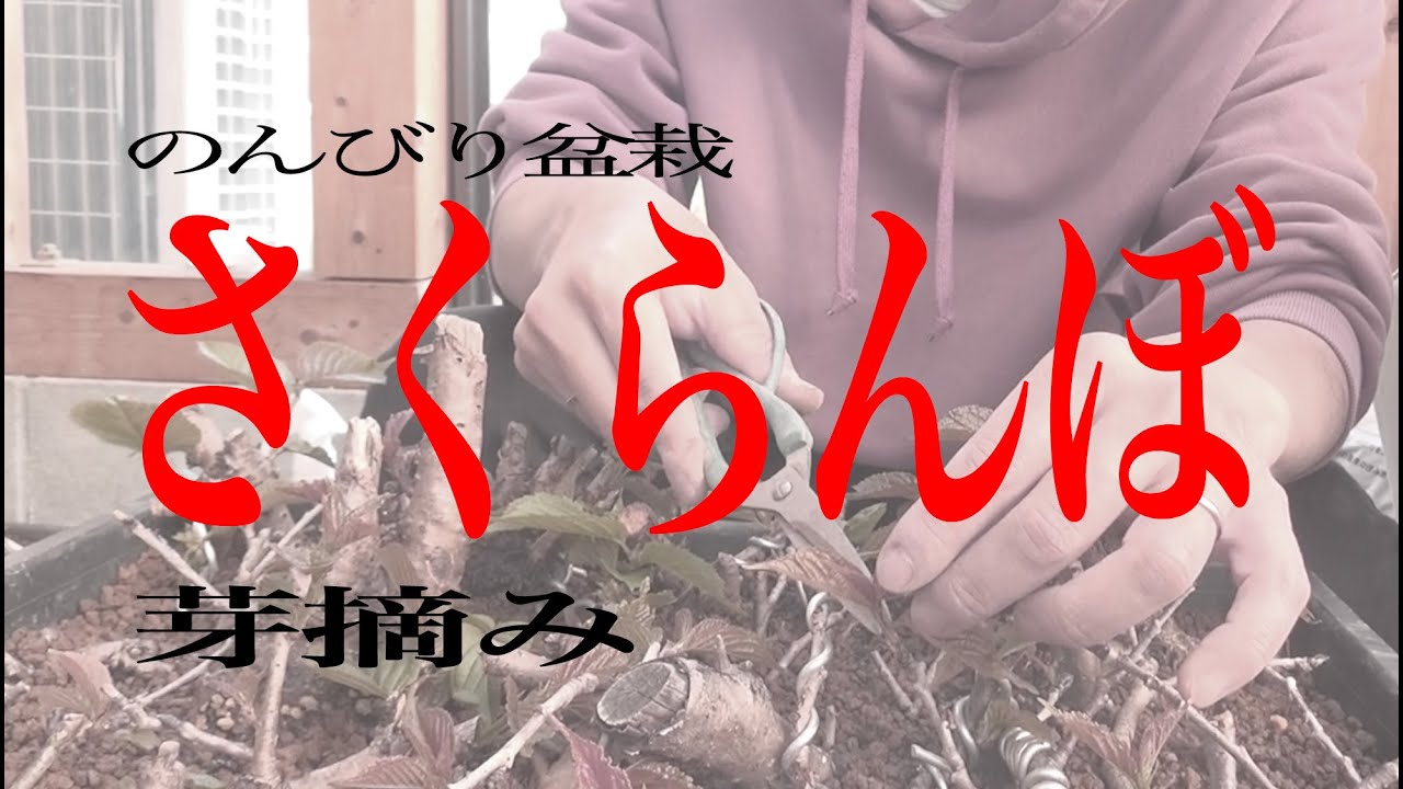 さくらんぼ 挿し木素材の芽摘み のんびり盆栽 Youtube