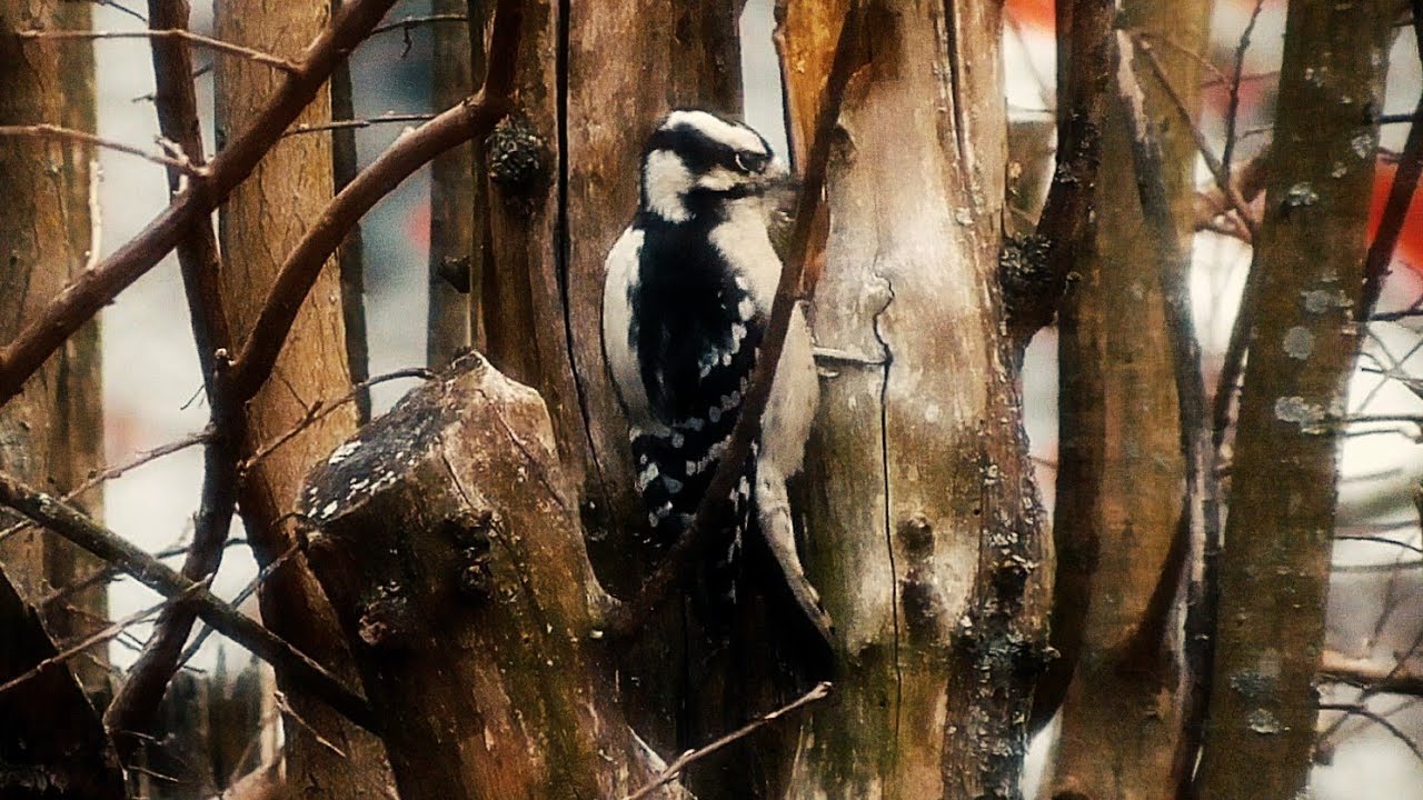サルスベリの木をつっつくキツツキ、セジロコゲラ(Downy Woodpecker) A