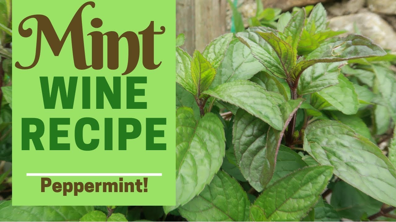 Mint Wine Simple country wine recipe! YouTube
