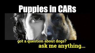 Puppy Has Anxiety In Car - Ask Me Anything - Puppy Dog Training Video