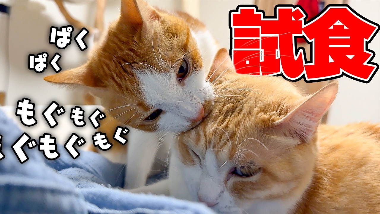 I caught a cat pretending to groom the other just to eat its face