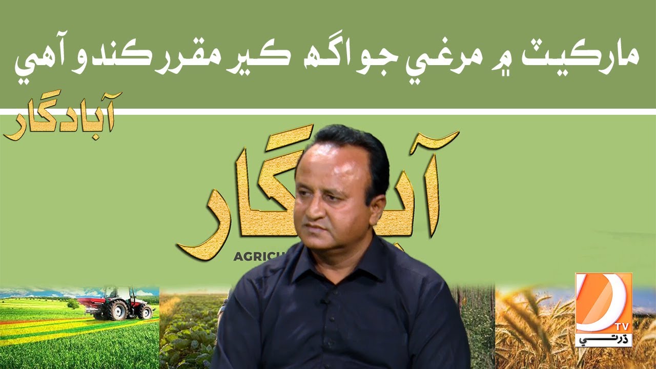 Market Mein Murgi Jo Rate Ker Muqarar Kando Aahe  | Abadgar (The Agriculture Show) Host: Ayaz Gaad