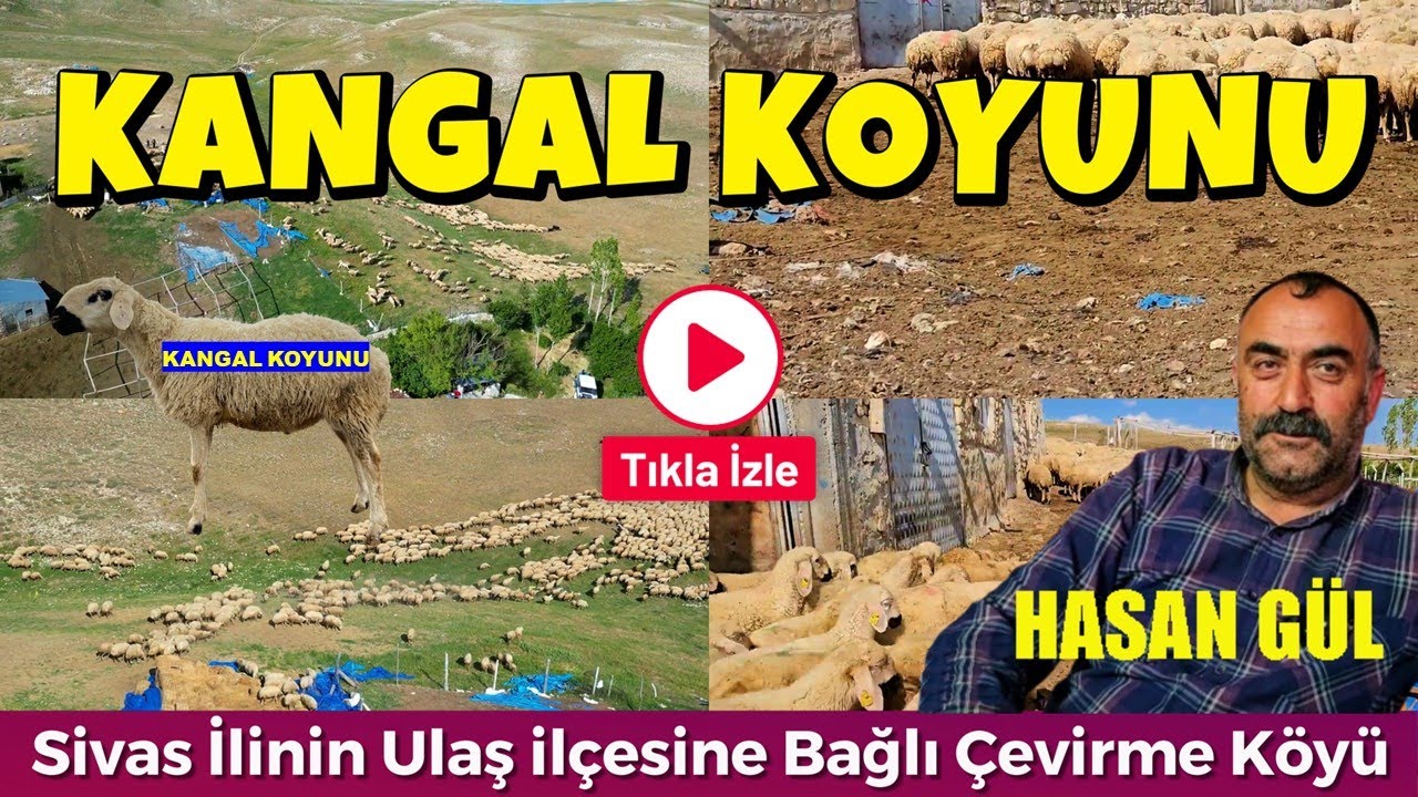 DAMIZLIK KANGAL KOYUNU, KUZU VE KOÇ