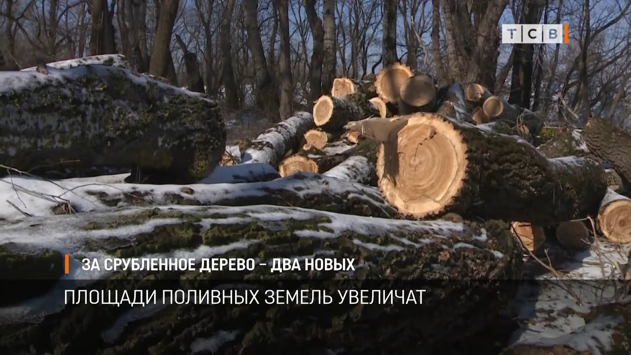 За срубленное дерево – два новых - YouTube