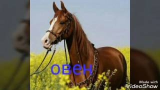Гороскоп животных. (чит. опис.) Гороскоп животных. (чит. опис.)