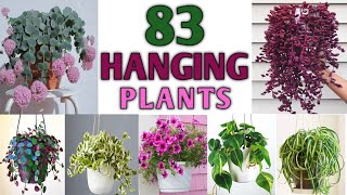 83 Plants for Hanging Basket with Names | Hanging Plants for Balcony | Plant and Planting