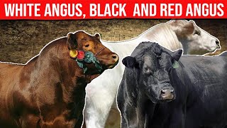 ⭕ Bovine Breed White Angus, Black Angus, and Red Angus ✅ Biggest Bulls And Cow