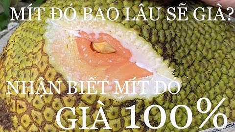 Cách nhận biết mít ruột đỏ in đô già 100%|| How to recognize jackfruit old red intestine