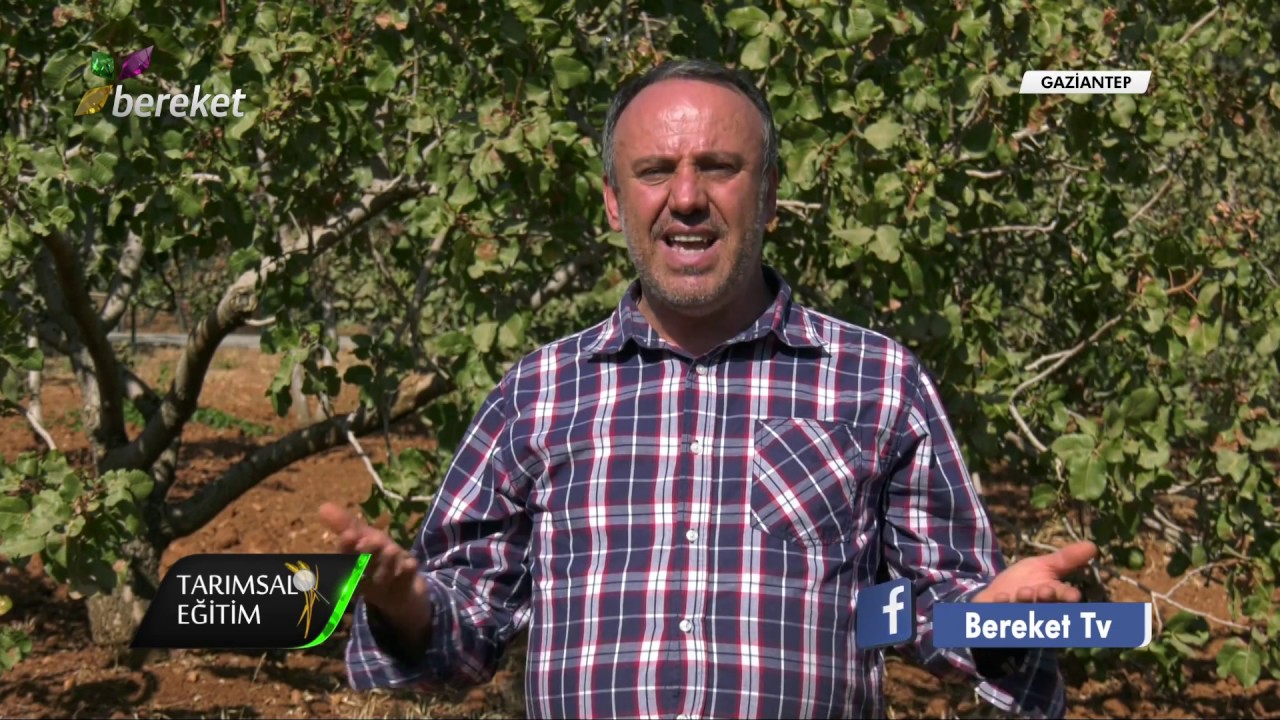 Tarımsal Eğitim - Antep Fıstığı Yetiştiriciliği / 1.Bölüm
