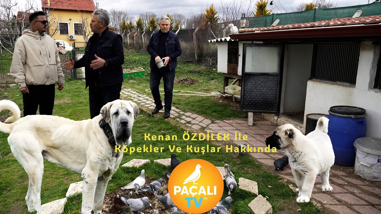 KÖPEKLER mi KUŞLAR mı? | Kenan Özdilek ile Çok Konuşulacak Sohbet! 🐕🕊️ | Paçalı TV