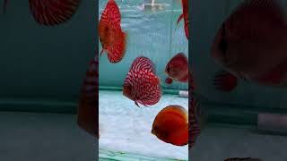 🔥 Big Loot Offer 🐠 | Best Discuss Fish Ever Only ₹9**/- | Aquatic Siliguri