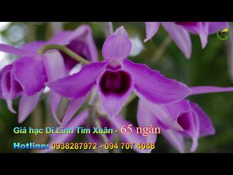 Hết Hàng/ Giả hạc Di Linh Tím Xuân | Duy Phong Orchid | Foci