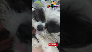 Olha a cara suja gente!! Mas é lindo não é? #short #shorts #shortsvideo #shortsvideo #viral #pets