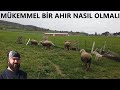 MÜKEMMEL KOYUN AHIRI (Küçükbaş Damı Nasıl Olmalı)