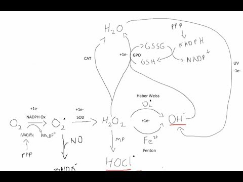 Video: Sygdom Reducerer Neutrofil Oxidativ Burst Kun Hos ældre Voksne: Rolle Af HPA-aksen Og Immunsensence