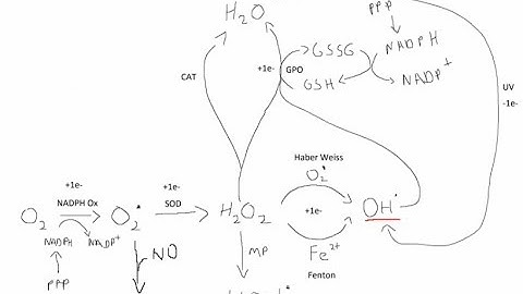 Oxidative Burst and ROS