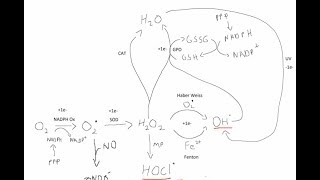 Oxidative Burst and ROS