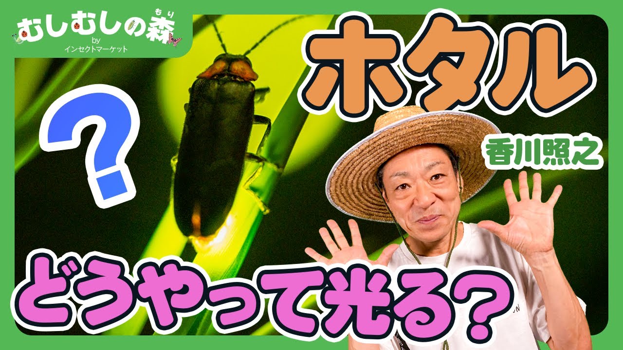 【昆虫】ホタルはどうやって光る？！【むしむしの森】香川照之・カァーブル先生・夏休み・自由研究・昆虫採集・子ども向け・知育・教育・生き物・カブトムシ・クワガタ・てんとうむし・ハチ・トンボ・カマキリ