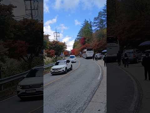 단양 보발재 단풍