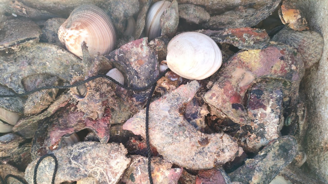 Catching sea shells island style - YouTube