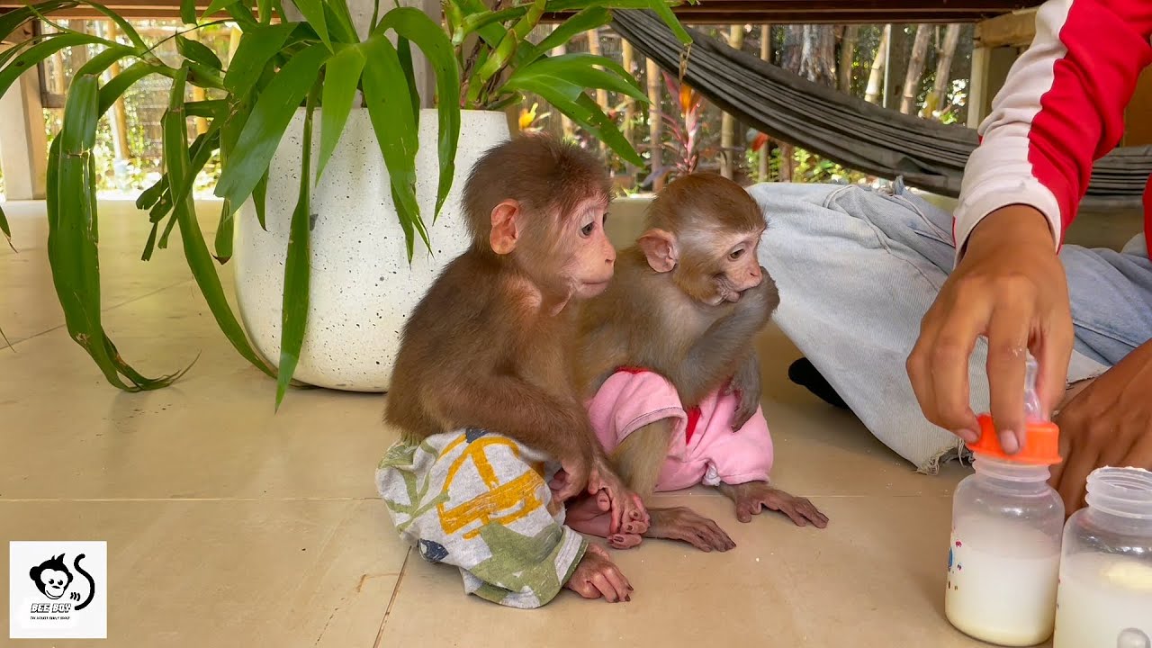 Most Well Mannered & Obedient BeeBoy And Alex Waiting Milk.