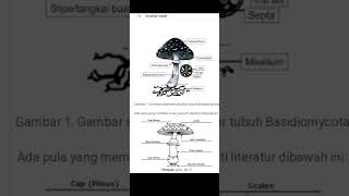 penjelasan mengenai jamur(fungi)