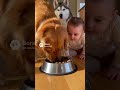 赤ちゃんの圧が強いｗｗ