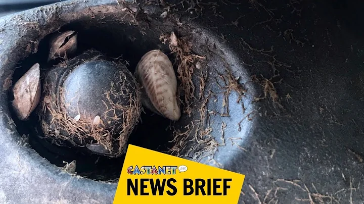 How to stop invasive mussels