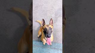 Cute Trending Dog Goes Viral #shorts #dog #viral #cutedog #dogvideo #petshorts #pets