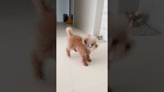 선 넘는 강아지 #킴미소