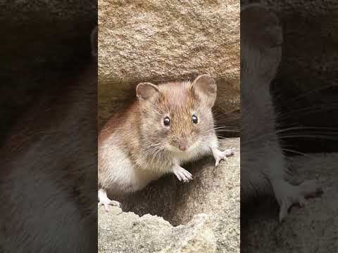 Video: Bagaimana jerboa hidup dan apa yang dimakannya