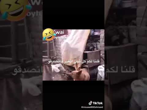 خروف يغتصب كلب شاهد ماذا حذث