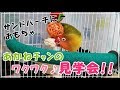 ★ サンドパーチに新しいおもちゃ!! ワクワク♪あかねﾁｬﾝのケージリフォーム見学会!! ～爪のお手入れできるかな？～ ★ボタンインコ あかね　Lilian's Lovebird Akane!