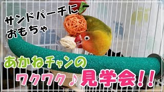 ★ サンドパーチに新しいおもちゃ!! ワクワク♪あかねﾁｬﾝのケージリフォーム見学会!! ～爪のお手入れできるかな？～ ★ボタンインコ あかね　Lilian's Lovebird Akane!