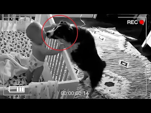 Видео: Пожарникар изненадва офицера с кученце, след като губи куче в огън на къща