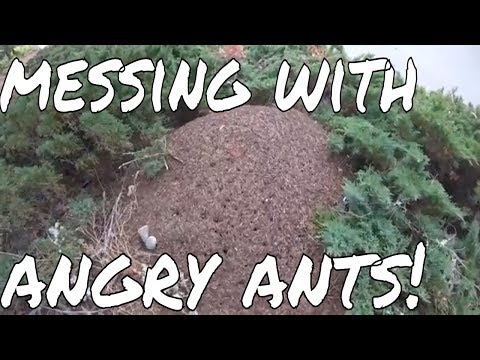 Giant Ant Mound Experiments