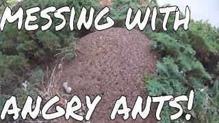 Эксперименты с гигантскими муравейниками