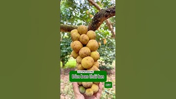 Bòn bon thái giá siêu cao luôn nên là hãy trồng 1 vài cây thôi #bonbon #caygiongviet